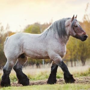 Meet your Posher, Kellan